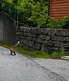 Rev i Kuvågvegen