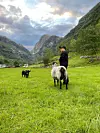 Mats Kolltveit, Tveitakvitingen, Kolltveit Gard